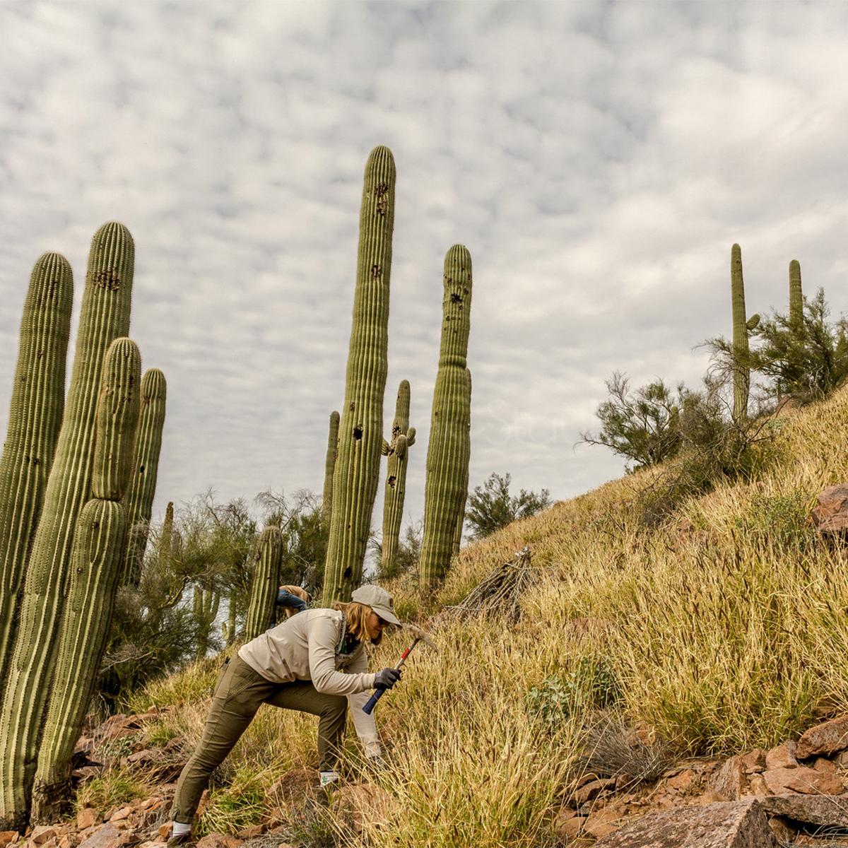 Adopt a part of the park to protect from invasive plants 