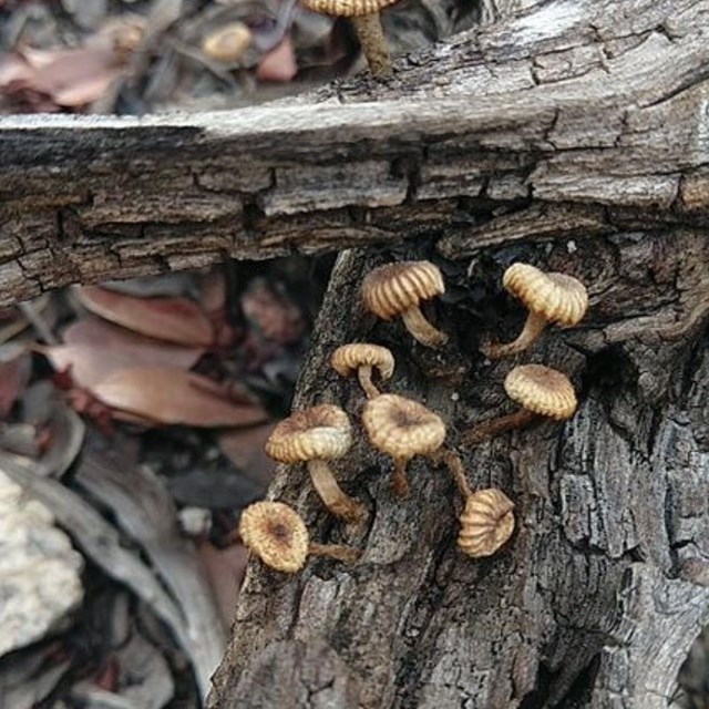 algae, fungi and bacteria 