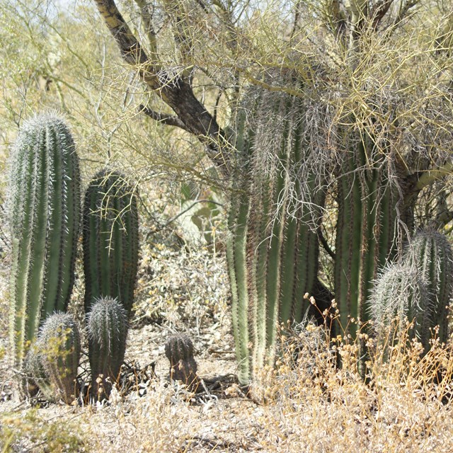 Cactus Caravan