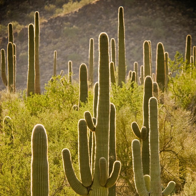 grazing history and plant succession