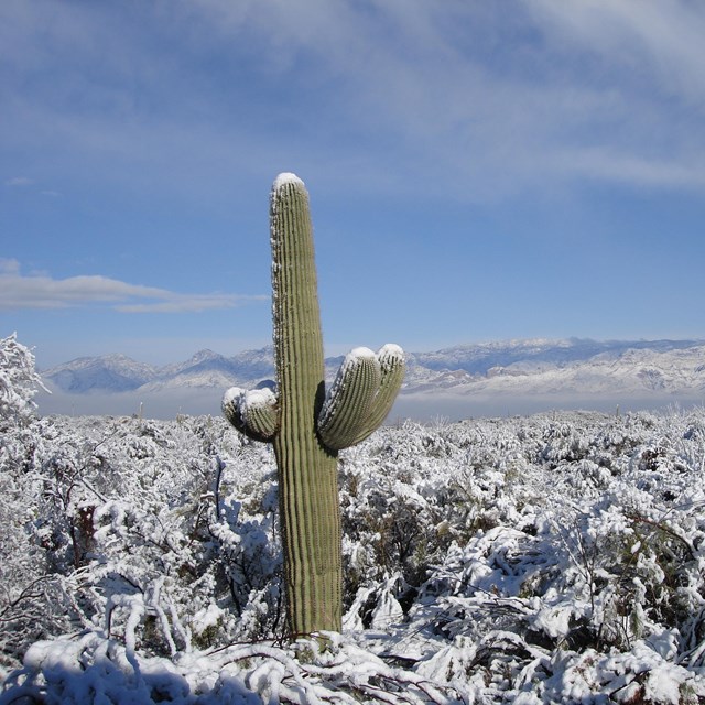 sunny the saguaro