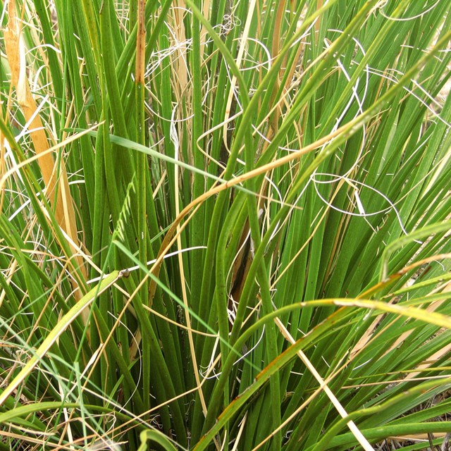 beargrass
