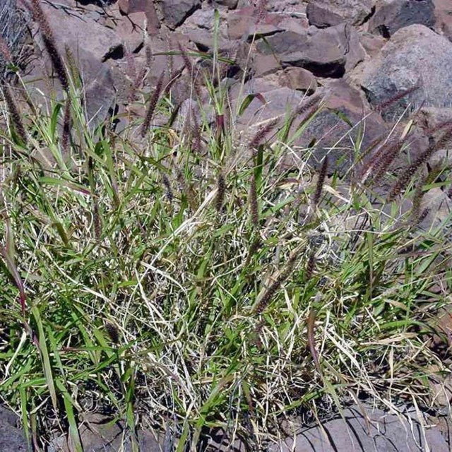 buffelgrass