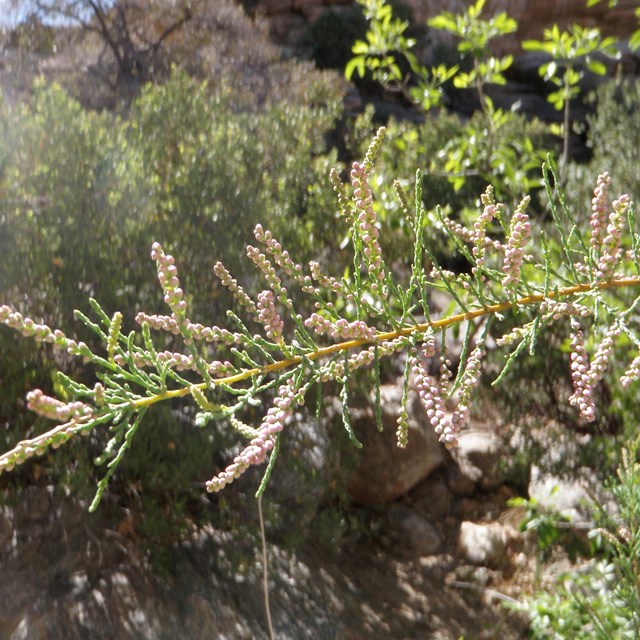 tamarisk