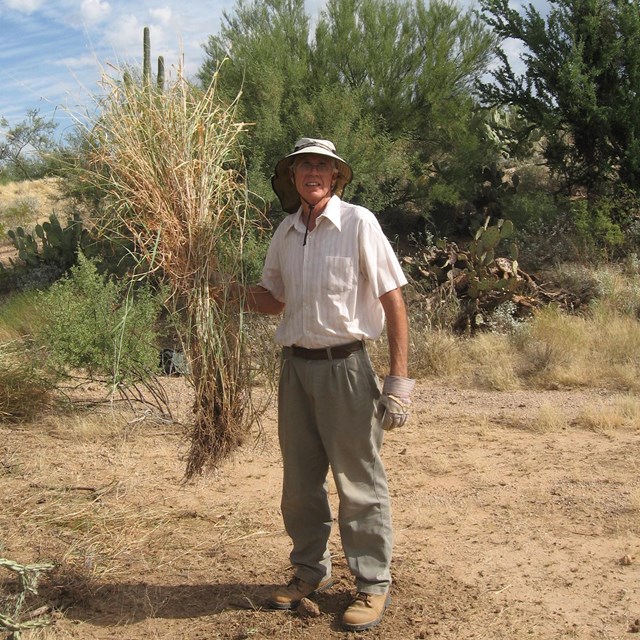 Volunteer holding a buffelgrass