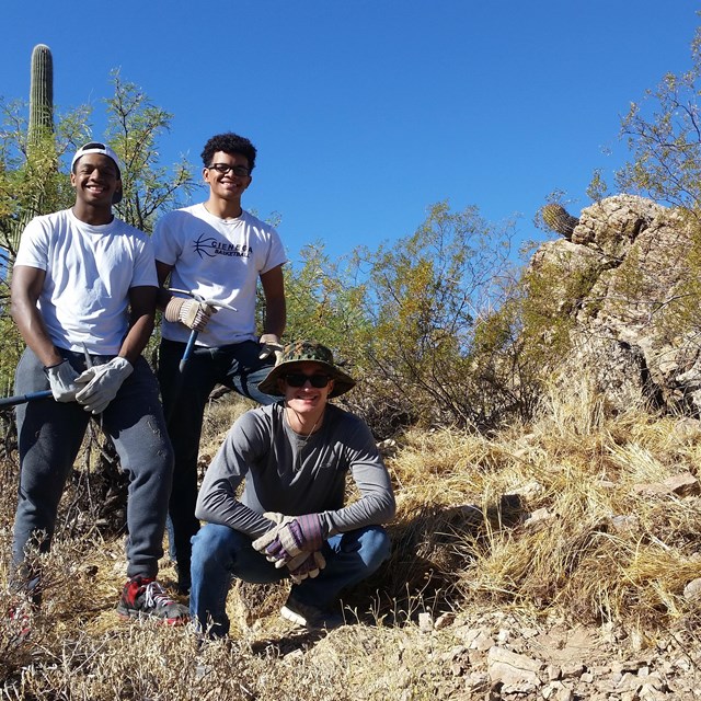Buffelgrass volunteers next to a patch of pulled buffelgrass