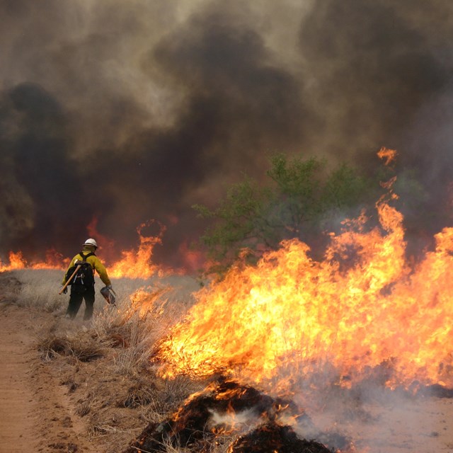 Avra Valley experimental buffelgrass burn