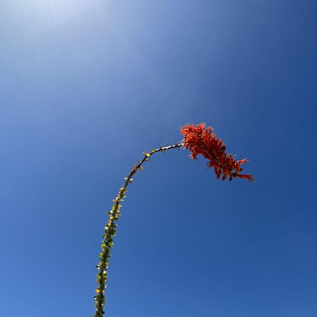 Saguaro flower and bee