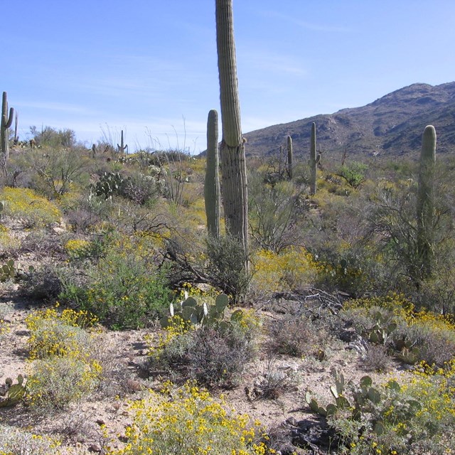 Saguaro National Park scenic view