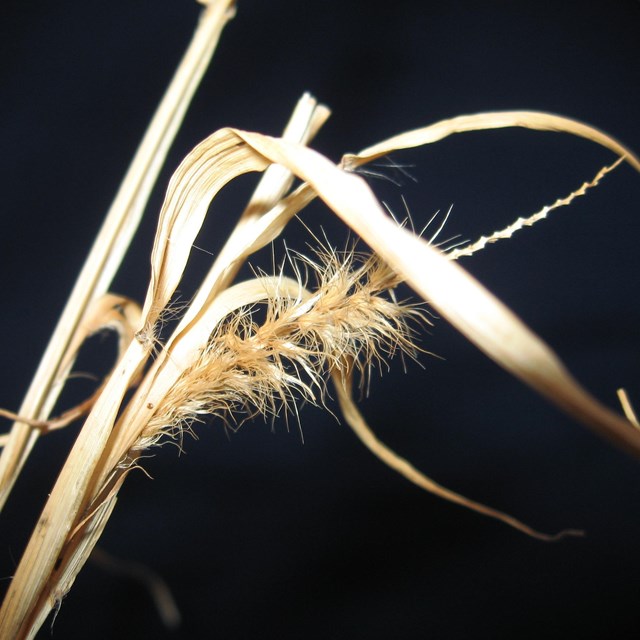 Buffelgrass