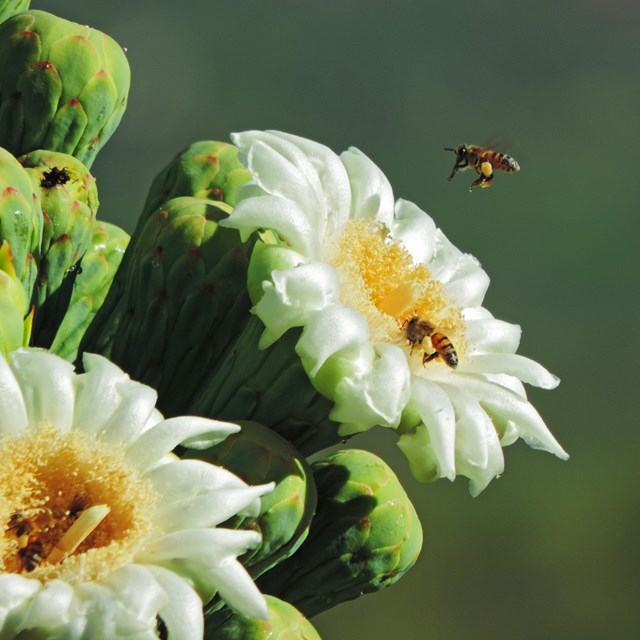 Saguaro flower and bee