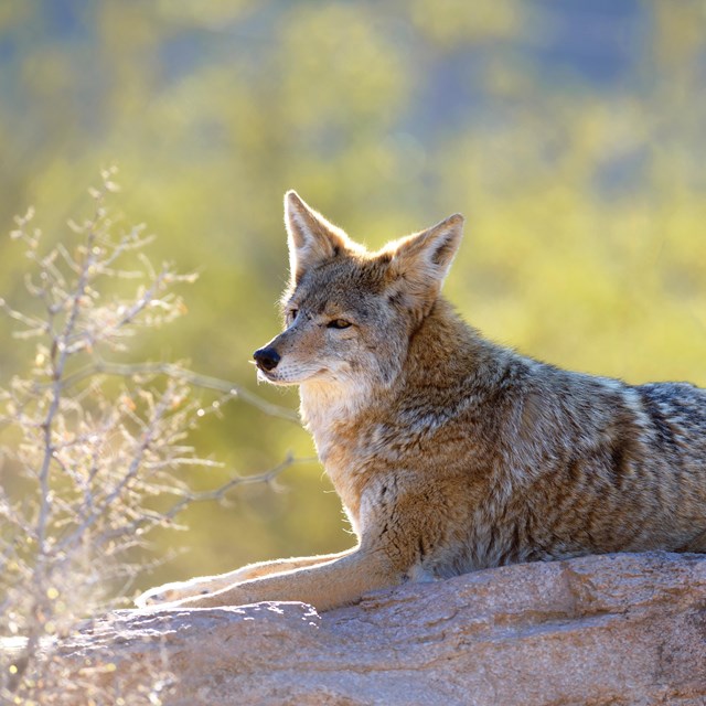 desert dogs (coyote and foxes)