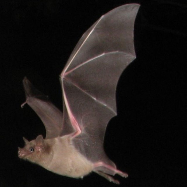 Insectivorous and nectivorous bats of the park