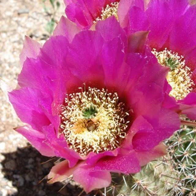 Saguaro S-Train Rosa Niños - Saguaro México