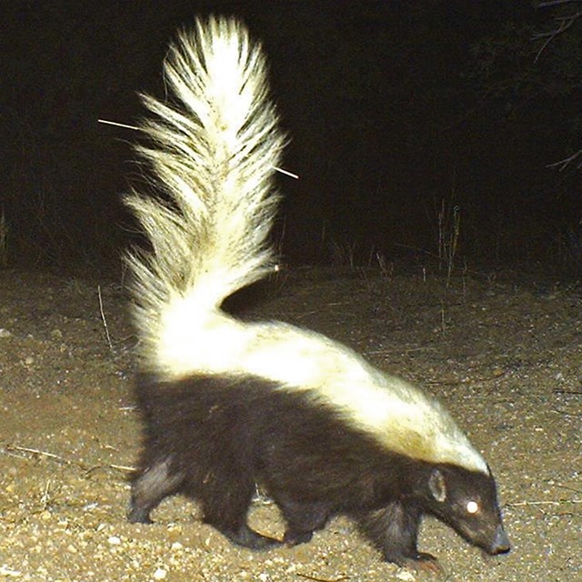 mustelids (badgers and skunks) of SNP