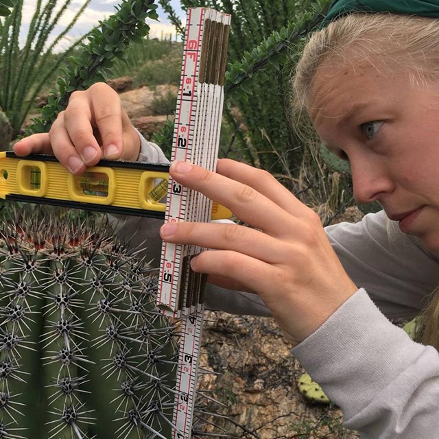 Woman measures a saguaro cactus