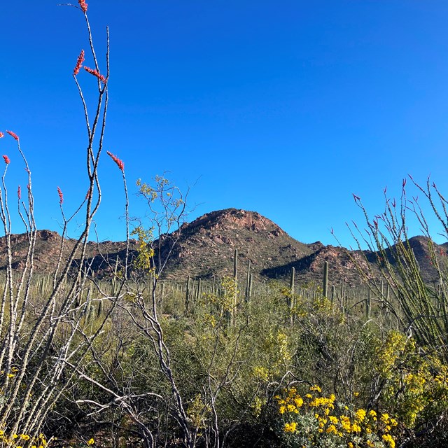 Low shot of dense Sonoran foliage. A tall Ocotillo on the left and yellow flowers on the right.