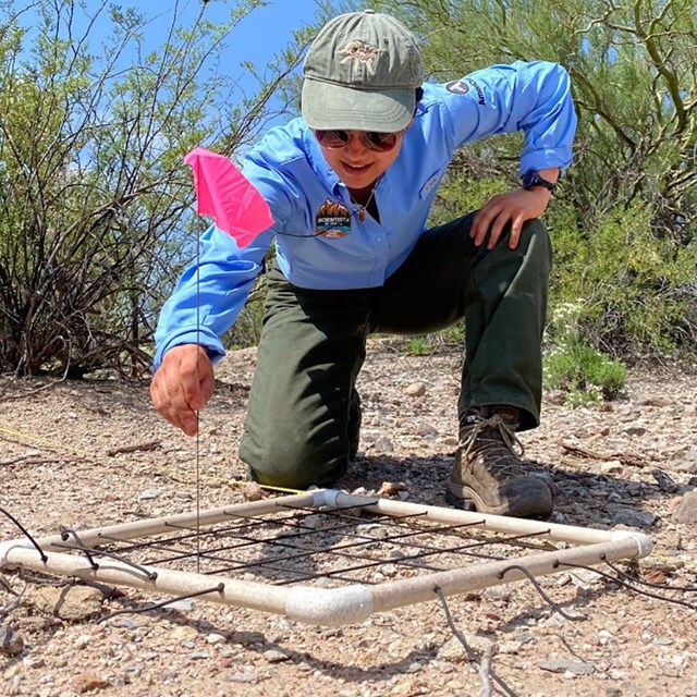 A person plants a pin flag in a transect grid