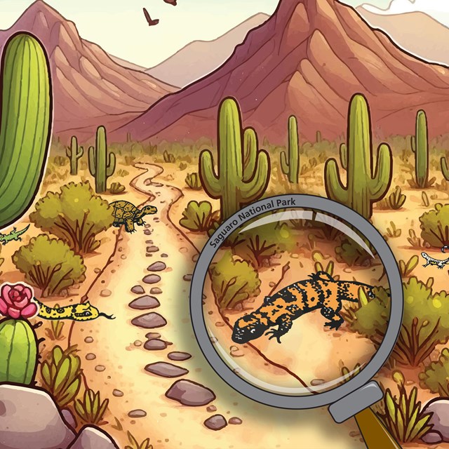 An illustrated image of the Sonoran Desert, a magnifying glass looks at a Gila Monster on the right