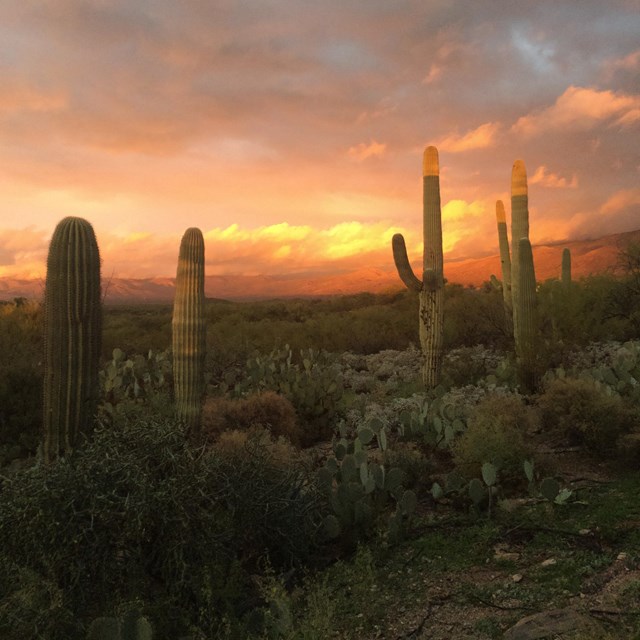 The Curious Saguaro