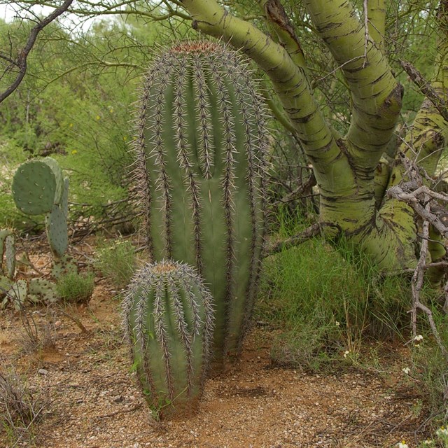 Nurse Trees and Saguaros