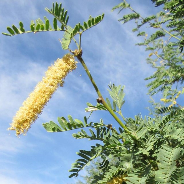 Mesquite tree leaves and flowers