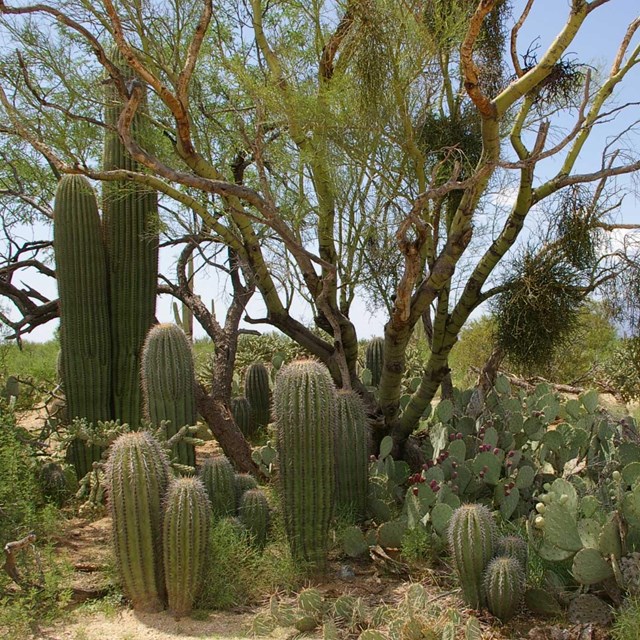 Saguaros underneath blue sky