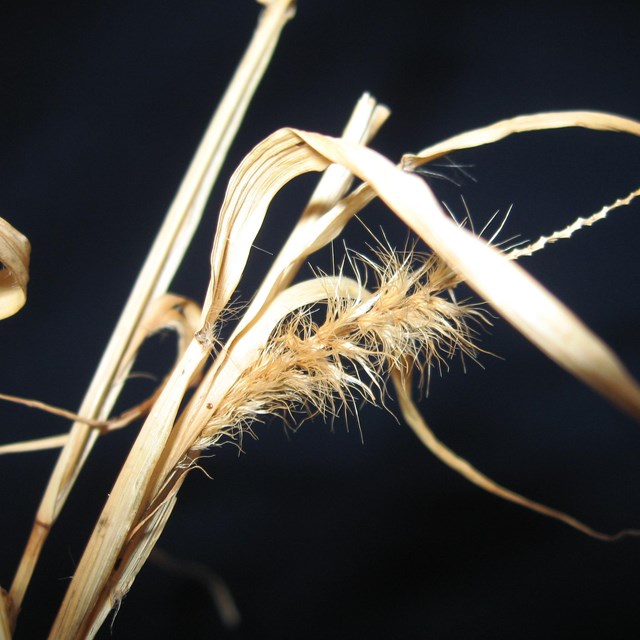 Buffelgrass rachis