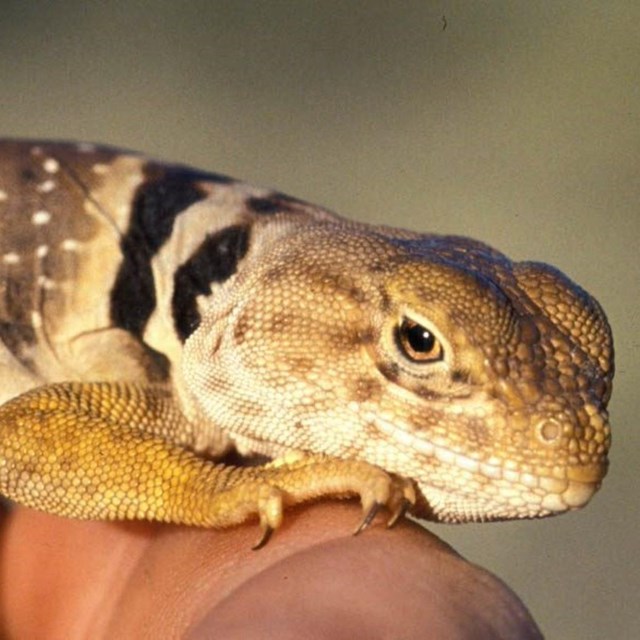 eastern collared lizard 