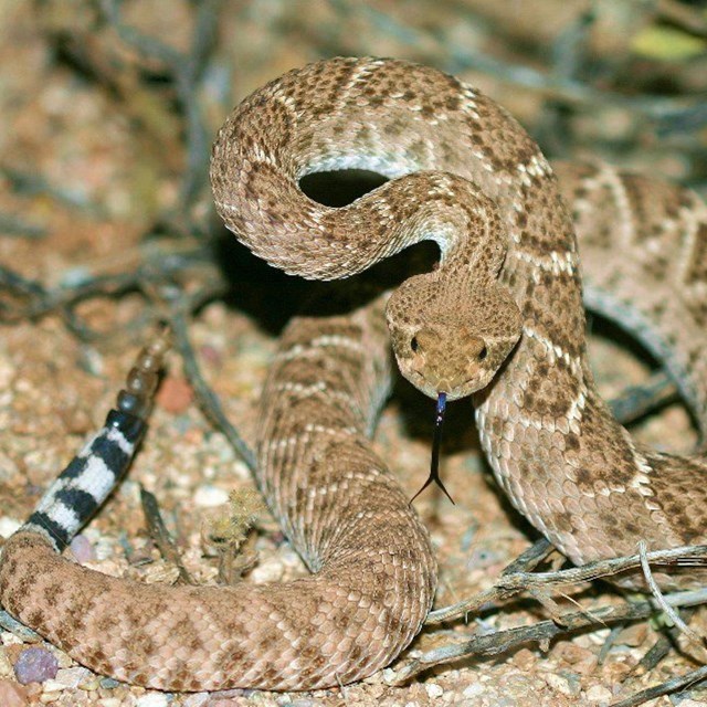 Western Diamondback Rattlesnake