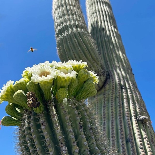 Saguaro National Park Camping