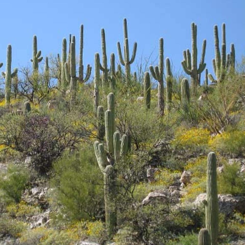 Climate Change in the Sonoran Desert