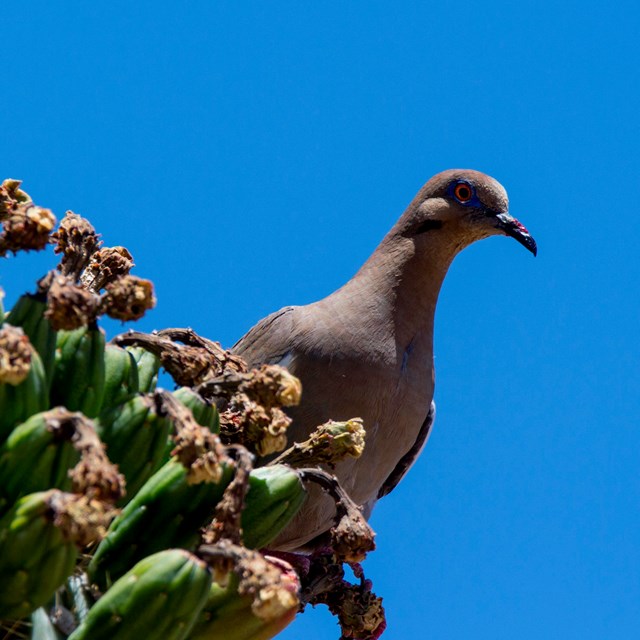 A bundle of a dozen or so Saguaro fruit (left), a mourning dove pokes its head out (right), blue sky