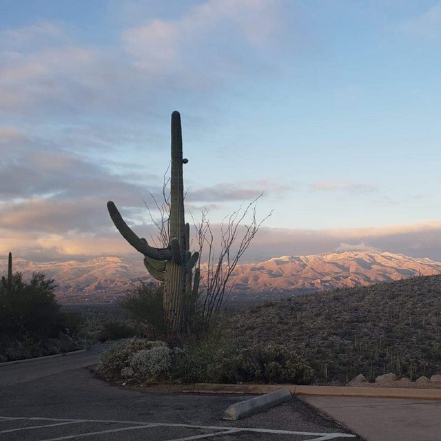 A mellow sunset, looking out from a pull out, into the desert. A tall saguaro stands left of center.