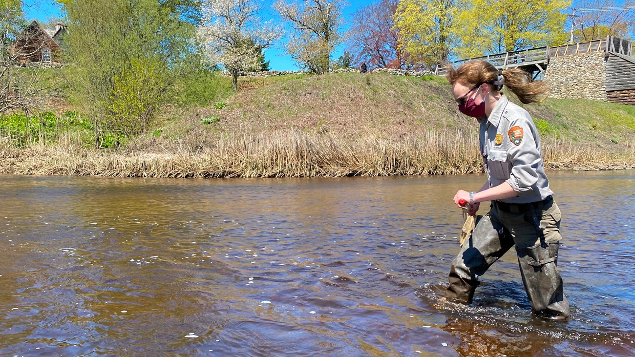 A uniformed park ranger walking in the river.