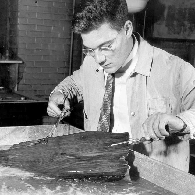 Scientist preserving timbers