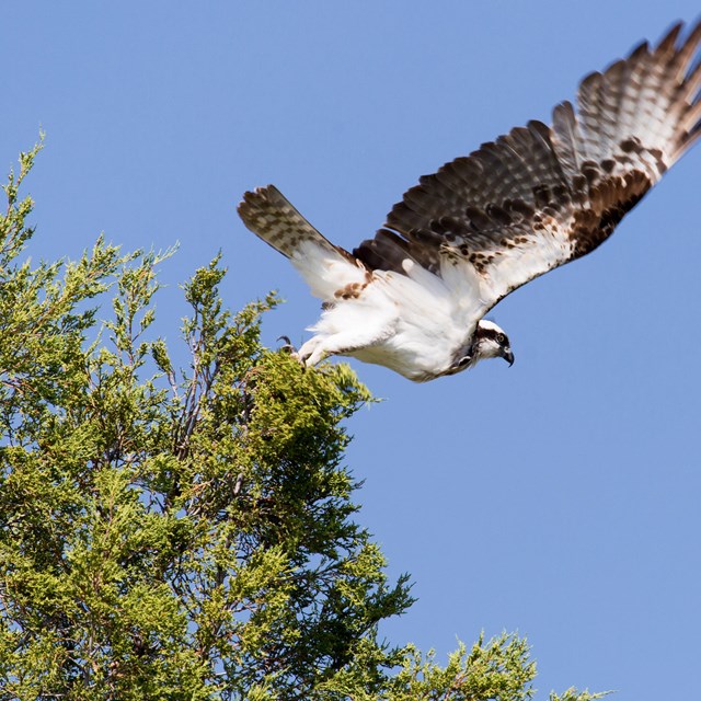 a black and white bird with outstretched wings on a green tree.
