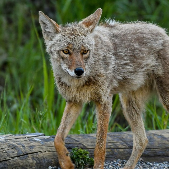furry coyote walking next to log and green grasses.