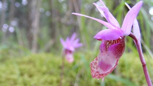 A pink orchid blooms in the moss.