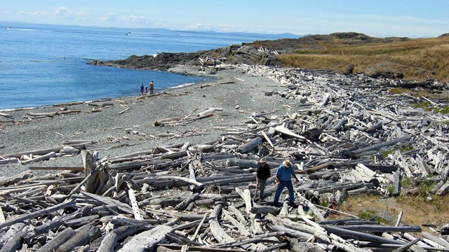 Gray sand beach with lots of large driftwood logs. A group of people are sitting on some of the logs