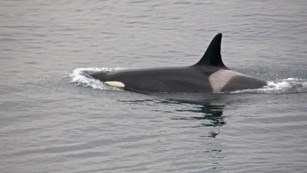 Dorsal fin and part of the back of an orca whale. The water is gray