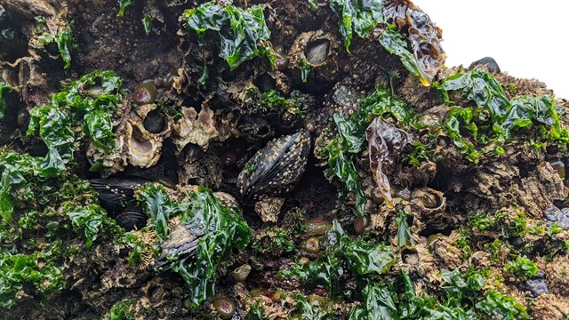 Rock covered in green seaweed, algae, barnacles, mussels, and anemones