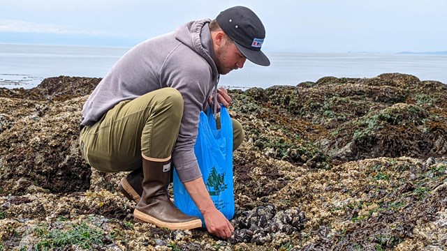 A man is squatting down to pick up shellfish from a rocky shore. He is wearing a baseball hat