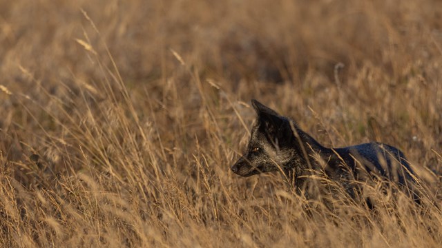 Color photo of a black fox in a field