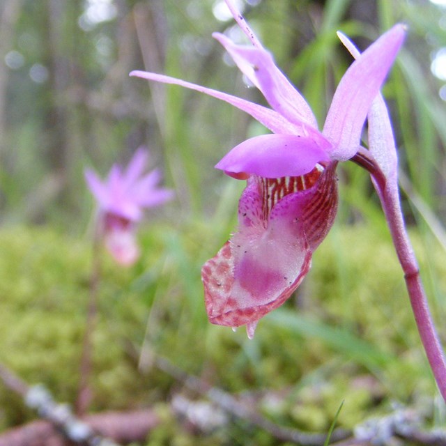 A pink orchid blooms in the moss.