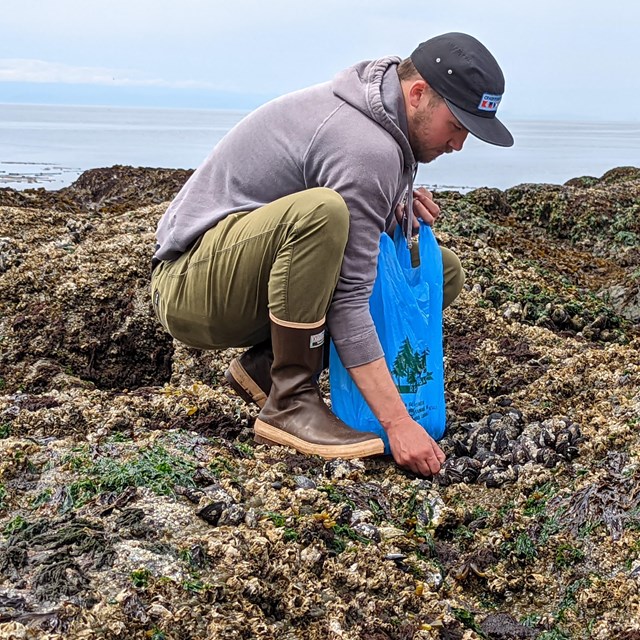 A man is squatting down to pick up shellfish from a rocky shore. He is wearing a baseball hat