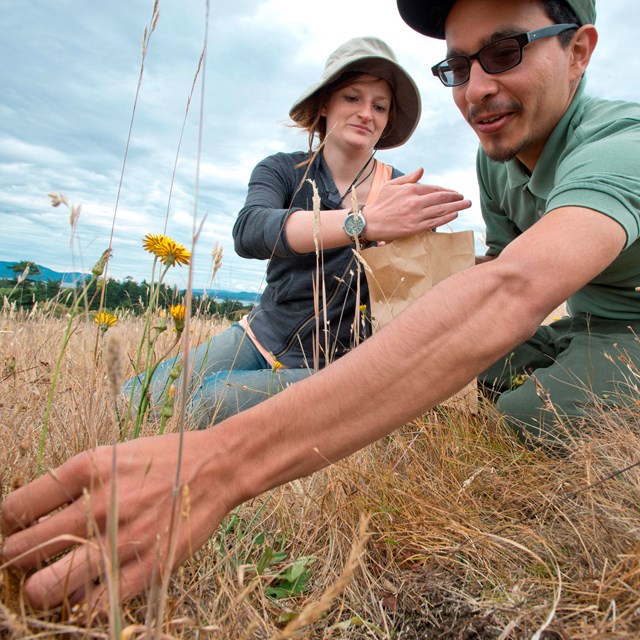 Two youth harvest native plant seeds on the prairie.