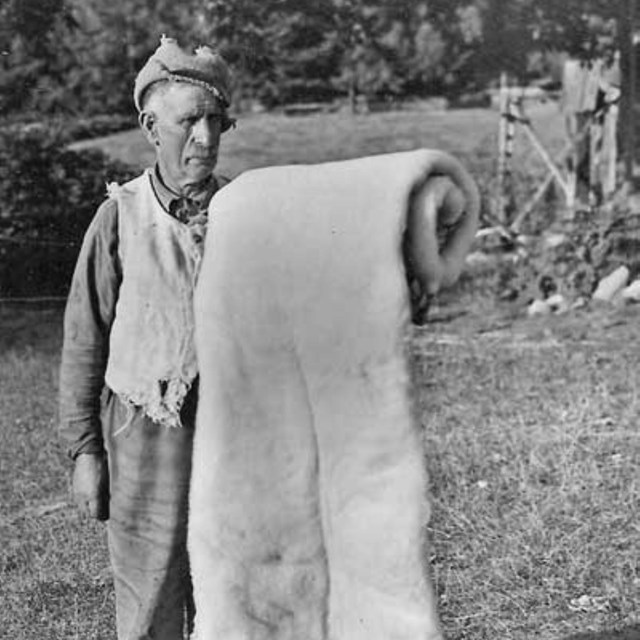 Black and white photograph of an elderly man holding wool