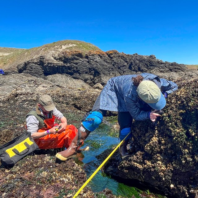 Researchers bend over to examine rocks in the intertidal zone.