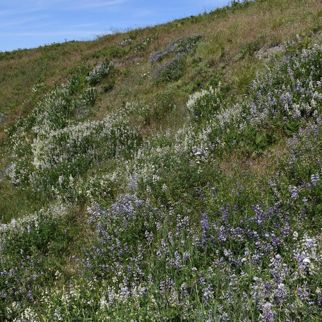 A green grass field with lots of white and purple flowers, blue sky in the background
